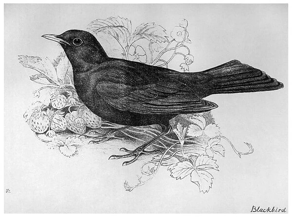 BLACKBURN: BIRDS, 1895. Blackbird. Illustration by Jemima Blackburn, 1895