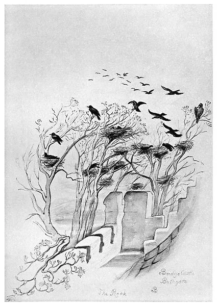 BLACKBURN: BIRDS, 1895. Bridge Castle Bathgate - The Rook. Illustration by Jemima Blackburn