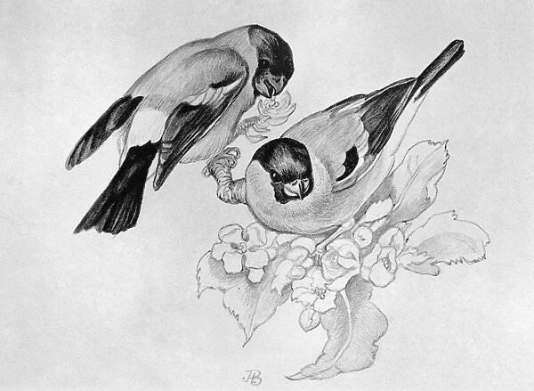 BLACKBURN: BIRDS, 1895. Bulfinch. Illustration by Jemima Blackburn, 1895
