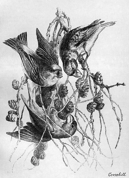 BLACKBURN: BIRDS, 1895. Crossbill. Illustration by Jemima Blackburn, 1895