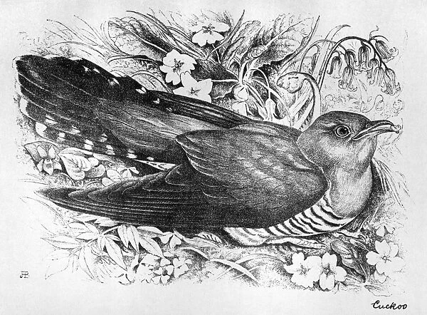 BLACKBURN: BIRDS, 1895. Cuckoo. Illustration by Jemima Blackburn, 1895