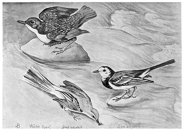 BLACKBURN: BIRDS, 1895. Dipper, Grey Wagtail, and Pied Wagtail