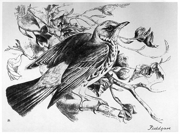 BLACKBURN: BIRDS, 1895. Fieldfare. Illustration by Jemima Blackburn, 1895