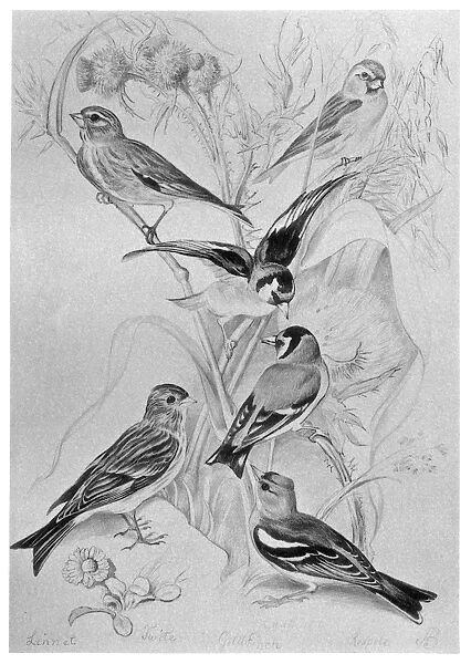 BLACKBURN: BIRDS, 1895. Goldfinch, Chaffinch, Linnet, Lesser Redpoll, Twite, or Mountain Linnet