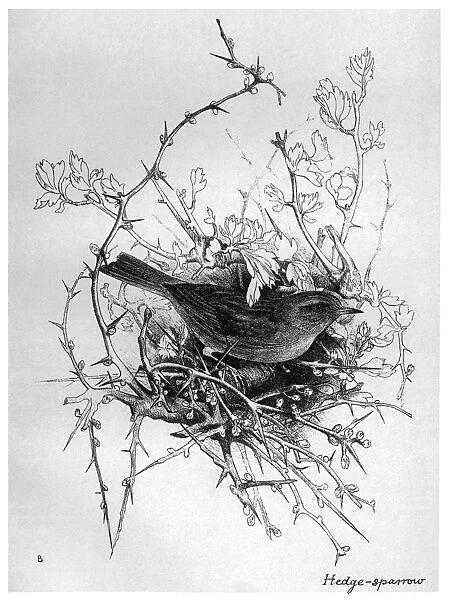 BLACKBURN: BIRDS, 1895. Hedge Sparrow. Illustration by Jemima Blackburn, 1895