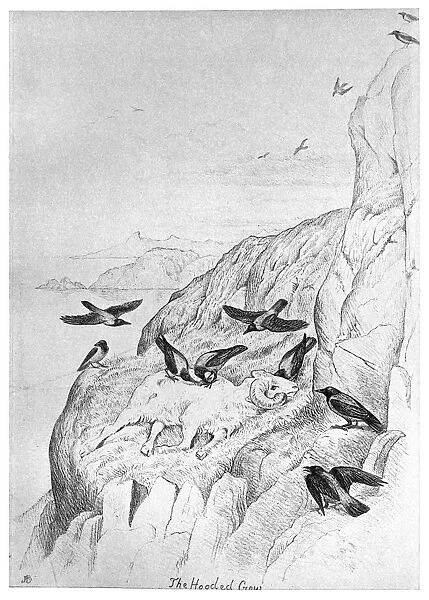 BLACKBURN: BIRDS, 1895. Hooded Crow. Illustration by Jemima Blackburn, 1895