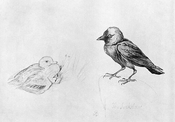 BLACKBURN: BIRDS, 1895. Jackdaw. Illustration by Jemima Blackburn, 1895