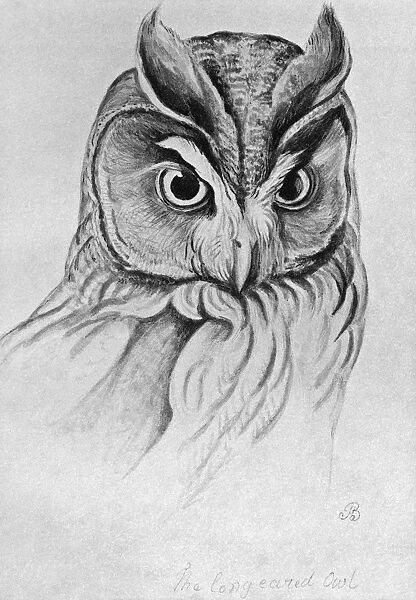 BLACKBURN: BIRDS, 1895. Long Eared Owl. Illustration by Jemima Blackburn, 1895
