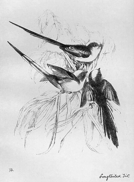 BLACKBURN: BIRDS, 1895. Long-tailed Tit. Illustration by Jemima Blackburn, 1895