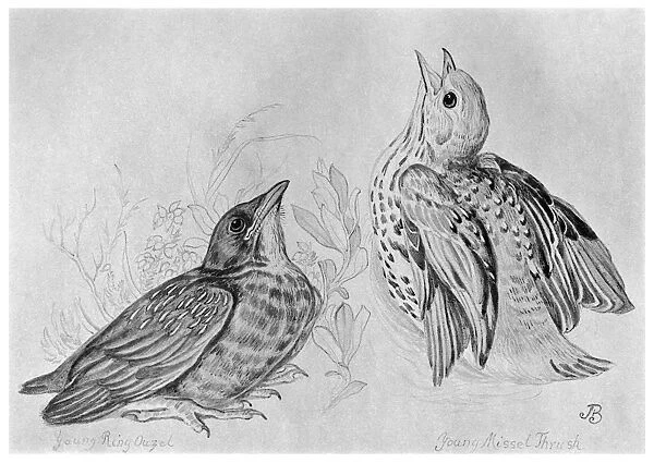 BLACKBURN: BIRDS, 1895. Missel or Mistle Thrush. Illustration by Jemima Blackburn