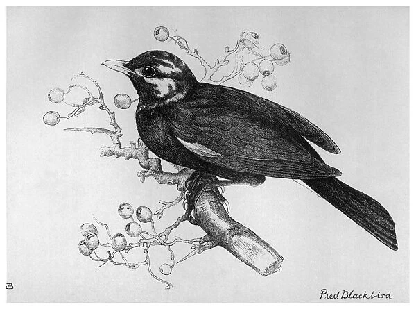BLACKBURN: BIRDS, 1895. Pied Blackbird. Illustration by Jemima Blackburn, 1895
