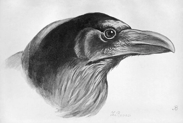 BLACKBURN: BIRDS, 1895. Raven. Illustration by Jemima Blackburn, 1895