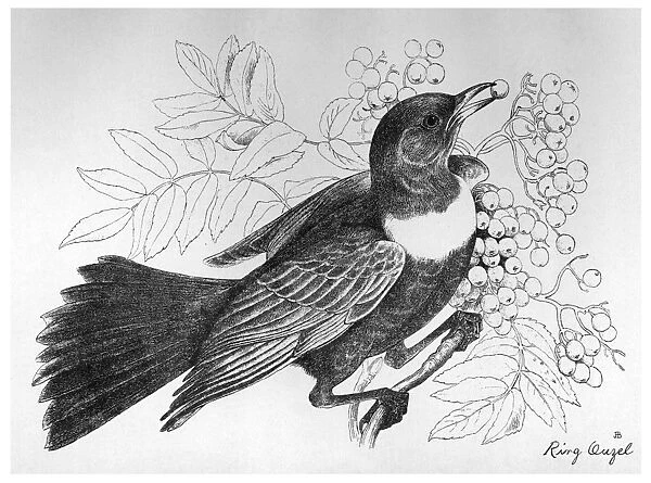 BLACKBURN: BIRDS, 1895. Ring Ouzel. Illustration by Jemima Blackburn, 1895