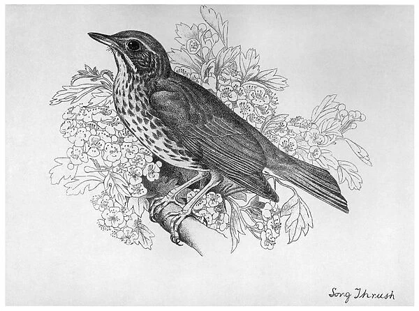 BLACKBURN: BIRDS, 1895. Song Thrush. Illustration by Jemima Blackburn, 1895
