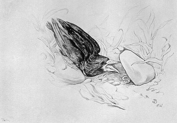 BLACKBURN: BIRDS, 1895. Starling. Illustration by Jemima Blackburn, 1895