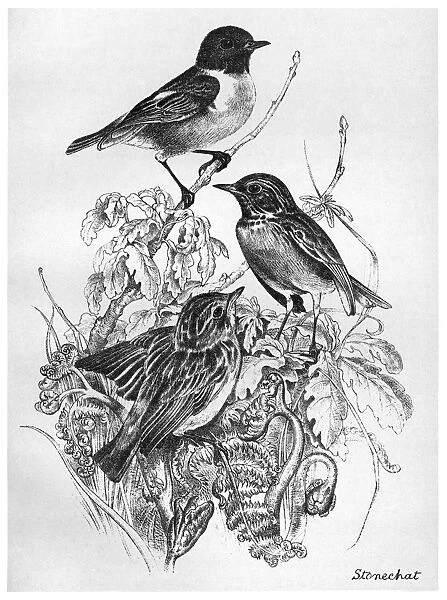 BLACKBURN: BIRDS, 1895. Stonechat. Illustration by Jemima Blackburn, 1895