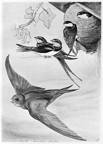 BLACKBURN: BIRDS, 1895. Swift, Chimney Swallow, Martin. Illustration by Jemima Blackburn