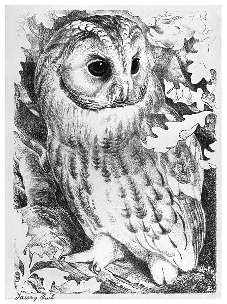 BLACKBURN: BIRDS, 1895. Tawny Owl. Illustration by Jemima Blackburn, 1895