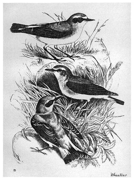 BLACKBURN: BIRDS, 1895. Wheatear. Illustration by Jemima Blackburn, 1895
