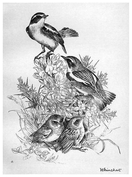BLACKBURN: BIRDS, 1895. Whinchat. Illustration by Jemima Blackburn, 1895
