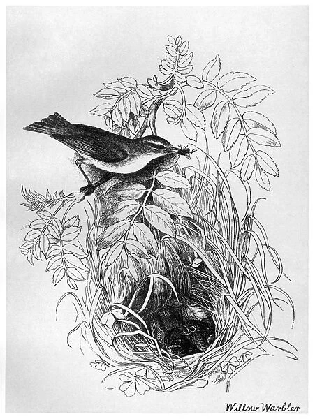 BLACKBURN: BIRDS, 1895. Willow Warbler. Illustration by Jemima Blackburn, 1895
