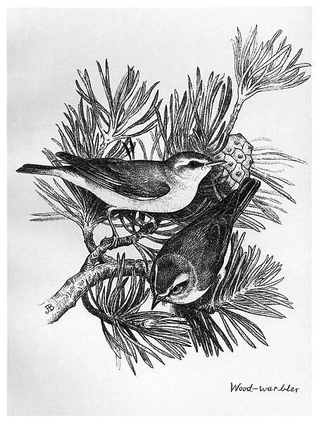 BLACKBURN: BIRDS, 1895. Wood Warbler. Illustration by Jemima Blackburn, 1895