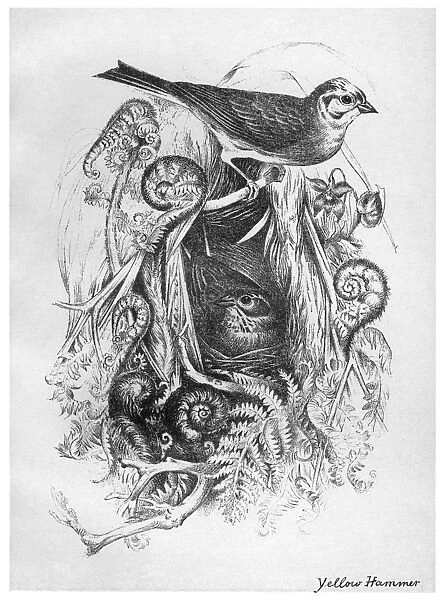 BLACKBURN: BIRDS, 1895. Yellowhammer. Illustration by Jemima Blackburn, 1895