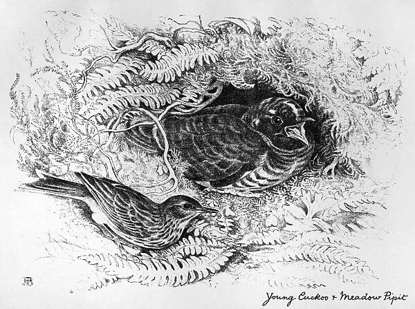 BLACKBURN: BIRDS, 1895. Young Cuckoo and Meadow Pipit. Illustration by Jemima Blackburn