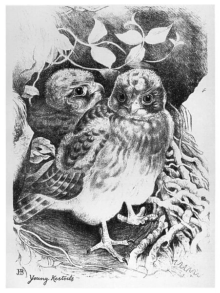 BLACKBURN: BIRDS, 1895. Young Kestrels. Illustration by Jemima Blackburn, 1895