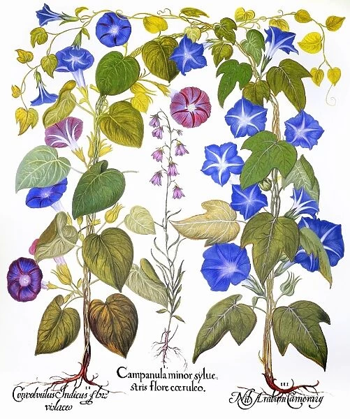 BLUEBELL AND MORNING GLORY. Common morning glory (Convolvulaceae), Bluebell (Campanulaceae) and Imperial morning glory (Convolvulaceae). Engraving for Basilius Beslers Florilegium, published in Nuremberg, Germany, in 1613