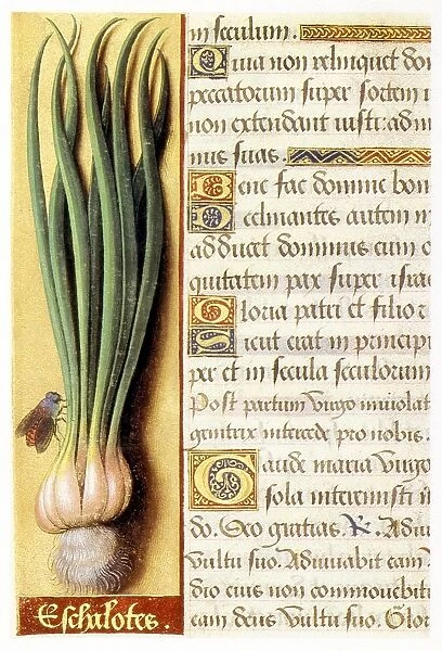 from a Book of Hours illuminated by Jean Bourdichon, c1515