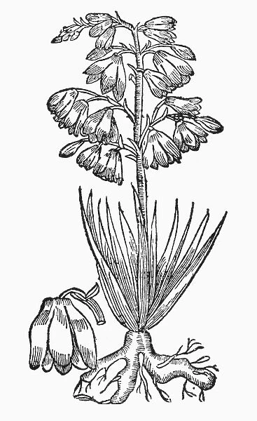 BOTANY: ADAMs NEEDLE. Yucca integrissima. Woodcut, 1543
