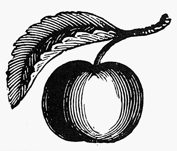 BOTANY: APPLE. Wood engraving, 19th century