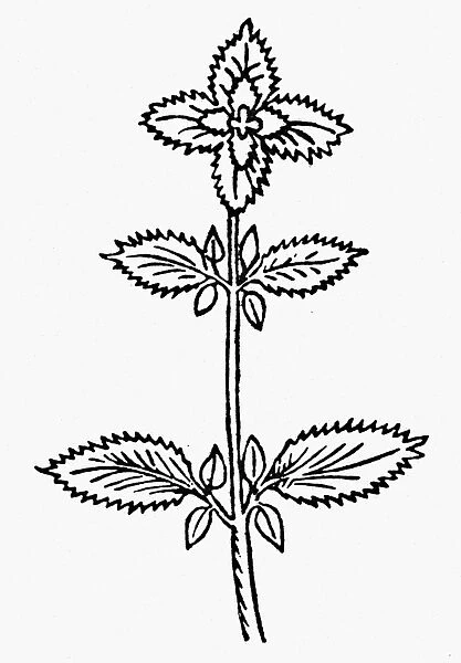 BOTANY: BASIL, 1485. Ocimum basilicum, a member of the mint family, native to tropical Asia