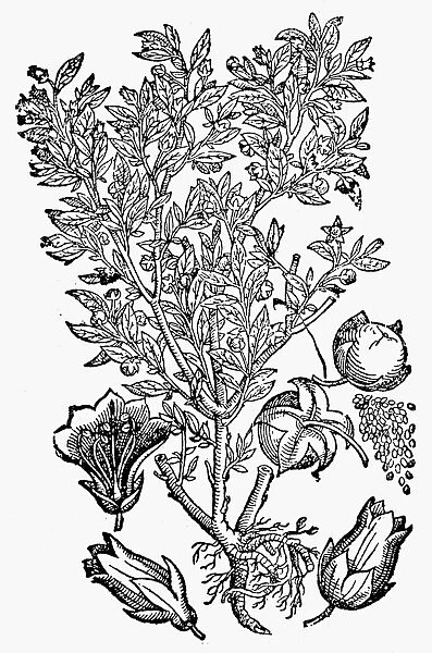 BOTANY: BELLADONNA, 1744. Atropa belladonna. Woodcut from Theodor Zwingers Theatrum Botanicum