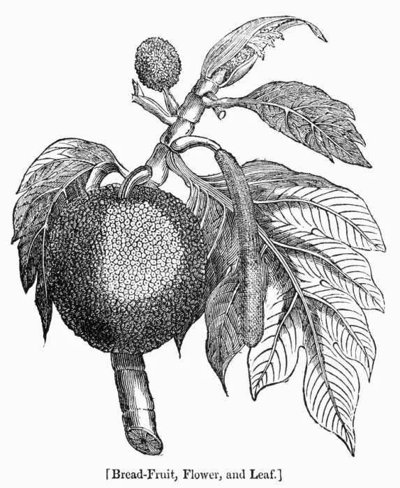 Framed Print : BOTANY: BREADFRUIT TREE. Flower and leaf of the breadfruit tree. Wood engraving, 19th century