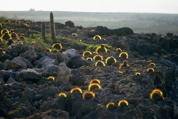 BOTANY: CACTI. Round cacti in an American desert. Photograph, c1973