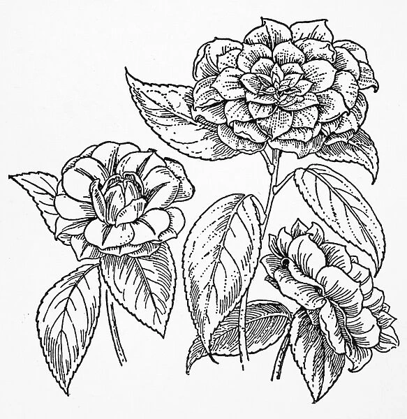 BOTANY: CAMELLIA. Thea japonica from a 16th century herbal