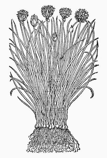 BOTANY: CHIVES. Allium schoenoprasum. Woodcut, 16th century