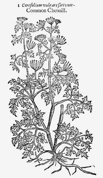 BOTANY: COMMON CHERVIL. Woodcut from Thomas Johnsons edition, 1633, of John Gerard s
