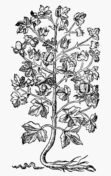 BOTANY: COTTON PLANT, 1579. Woodcut from Pietro Andrea Mattiolis Commentaires