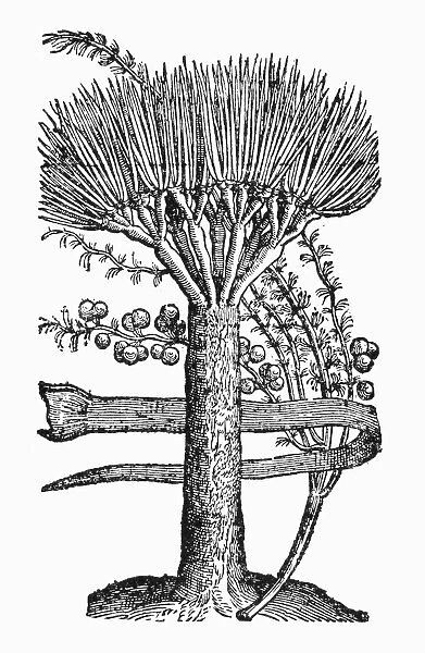 BOTANY: DRAGON TREE. Dracaena Draco. Woodcut, 1523
