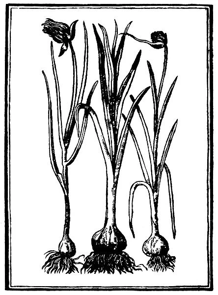 BOTANY: GARLIC, 1579. Allium sativum. Woodcut, French