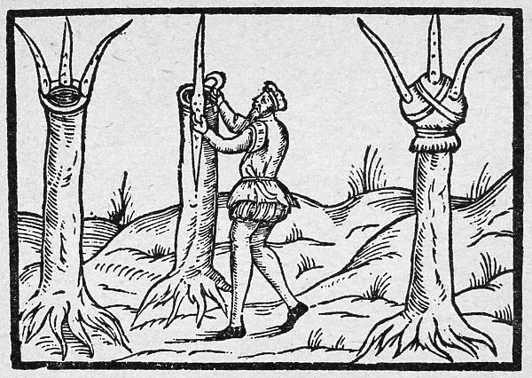 BOTANY: GRAFTING, 1575. Tree grafting. Woodcut from a book by Leonard Mascall