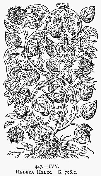 BOTANY: IVY, 1597. Hedera helix. Woodcut