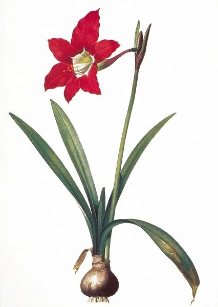 BOTANY: LILY. Amaryllis equestris. Engraving after painting, c1800, by Pierre Joseph Redoute