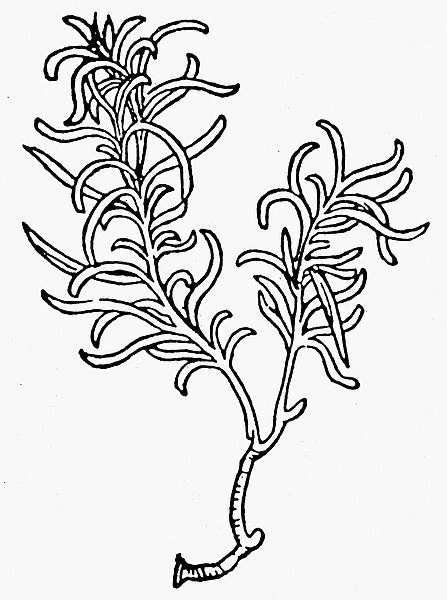BOTANY: ROSEMARY, 1485. Rosmarinus officinalis. Woodcut from Peter Schoffers Hortus Sanitatis
