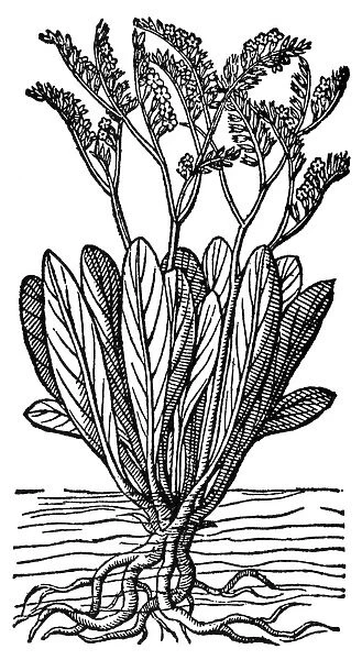 BOTANY: SEA LAVENDER. (Statice limonium). Woodcut from John Gerards Herball, London