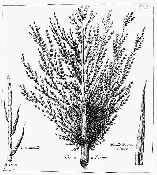 BOTANY: SUGARCANE. Saccharum officinarum. Engraving, from the drawing by Leroux, from Naturelle du Cacao et du Leroux, by D. de Queles, 1719