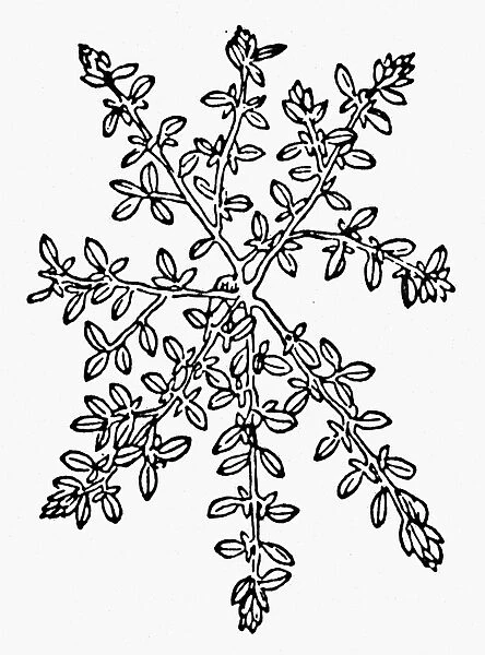 BOTANY: THYME, 1485. Thymus serpyllum. Woodcut from Peter Schoffers Hotus Sanitatis